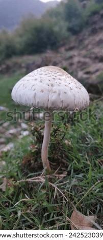 Mushroom natural picture wildlife amazing