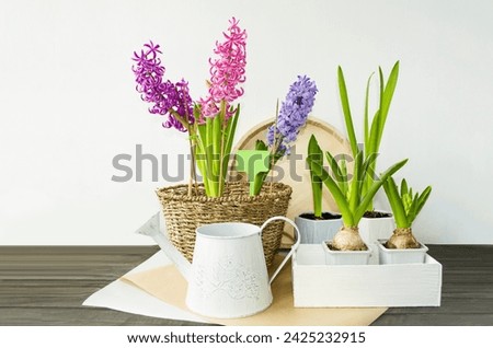 Spring multi-colored spring flowers hyacinths in a wicker flowerpot stand on the table, a bulbous plant in a box. Plant transplant concept, spring mood, front view

