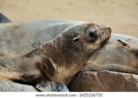Cape Cross Seal Reserve - the home of one of the largest colonies of Cape fur seals in the world (Skeleton Coast, western Namibia) Royalty-Free Stock Photo #2425236733