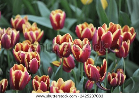 Dark red with yellow edges Triumph tulips (Tulipa) Doberman bloom in a garden in April Royalty-Free Stock Photo #2425237083