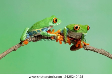Red-eyed tree frog closeup on branch, red-eyed tree frog (Agalychnis callidryas) closeup Royalty-Free Stock Photo #2425240425