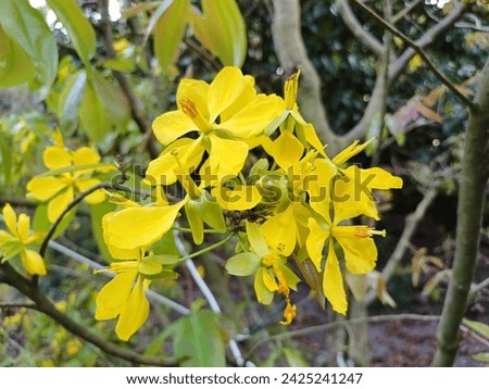 Close up of Ochna integerrima or yellow apricot blossom or Mai flower in the garden in Mekong Delta Vietnam.