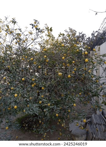 Lemon tree pictures natural nice 