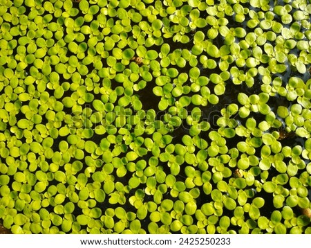 Close-up of stunning lemna minor(Common or Lessor Duckweed,Duck's meat,Water lentil) fresh water plant green small leaves in a pond with details ultra hd hi-res jpg stock image photo picture top view.
