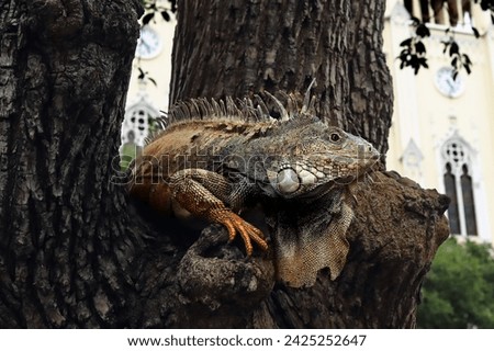 The green iguana (Iguana iguana), also known as the American or the common green iguana sitting on a tree in a city park. A large lizard on a tree with a temple in the background. Royalty-Free Stock Photo #2425252647