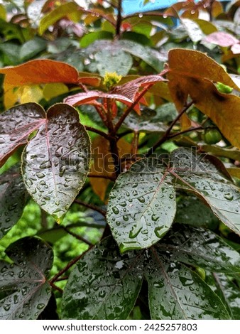 Jatropha Gossypiifolia wet after rain