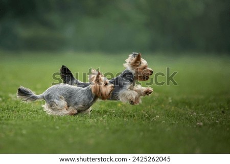A Yorkshire Terrier sprinting across a field, a picture of agility and play. This active dog demonstrates joy and speed in a natural setting