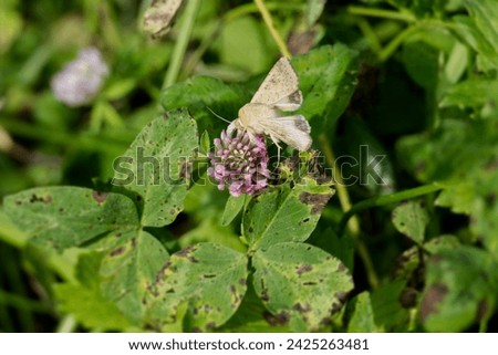 Cotton bollworm (Helicoverpa armigera) perched on pink flower in Zurich, Switzerland Royalty-Free Stock Photo #2425263481