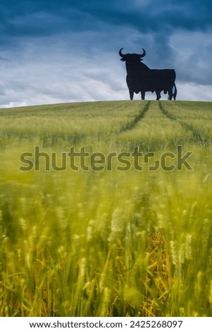 Osborne bull on a wheat field, long exposure shot, Castilleja del Campo, Seville, Spain. 