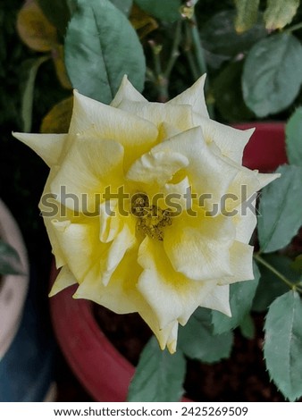Yellow rose. Image of yellow rose flower. Yellow rose in the garden.
