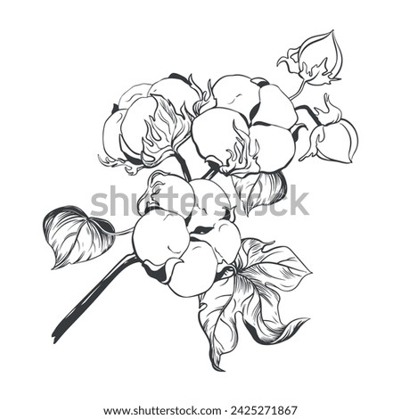Cotton flower branch. Floral botanical flower, simple sketch. Isolated illustration element. Vector wildflower drawing for background, texture, wrapper design, frame or border.