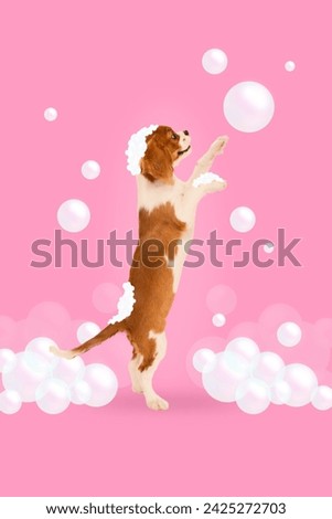 Modern aesthetic artwork. Cavalier King Charles Spaniel standing on its hind legs and playing with rainbow-colored soap bubbles. Concept of pet grooming, animal spa, veterinary, pet lovers. Ad