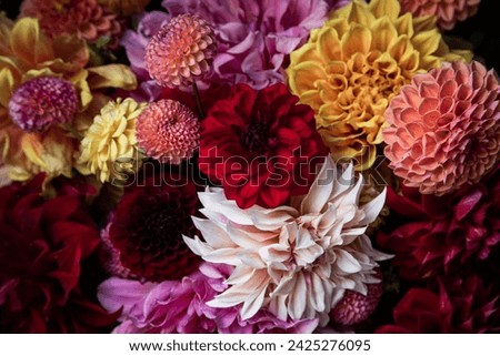Various colours and shapes of dahlia flowers Royalty-Free Stock Photo #2425276095