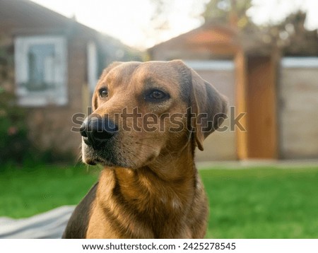 Big guard dog sitting in front of the house. close up picture of guard dog sitting in front of house and garden background. Watchdog concept. Pet dog stay at home and watch