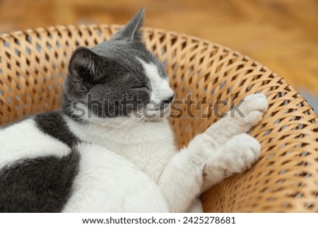 Cute gray and white cat lying, sleeping, playing in a yellow wicker basket on a shaggy mat carpet at home. Cat looking up and focusing. pet ownership, pet friendship concept Royalty-Free Stock Photo #2425278681