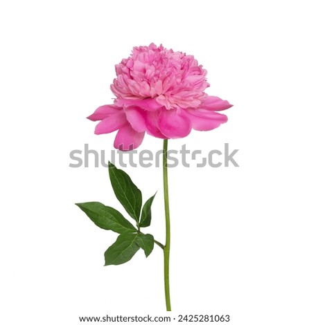 Pink peony flower isolated on white background with clipping path, side view. Beautiful single peony flower on stem with leaves. Natural design element for design to Mothers day, birthday