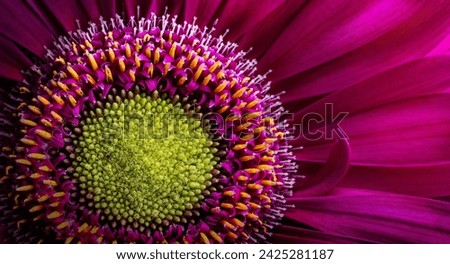  Gerbera flower close up. Macro photography. Card Gerbera Flower. Natural romantic conceptual floral Macro background. Royalty-Free Stock Photo #2425281187