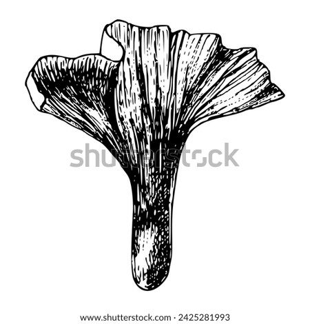 Hand drawn forest mushroom vector illustration. Isolated sketch of chanterelle. Organic product on white background for menu, label, packaging, recipe