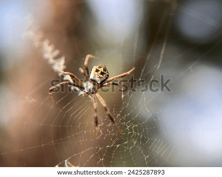 Close up picture of Argiope keyserlingi spider.