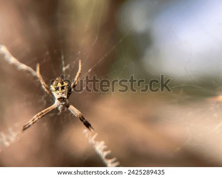 Close up picture of Argiope keyserlingi spider.