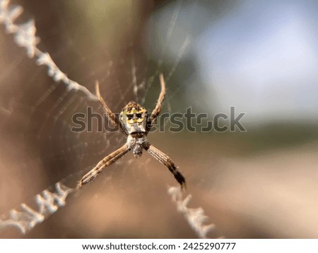 Close up picture of Argiope keyserlingi Spider.