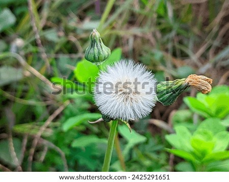 Elegant Emilia sonchifolia flower in full bloom. Perfect for botanical, gardening, or natural themes. High-quality stock photo capturing floral beauty.
