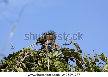 Iguana perched in the top of a tree