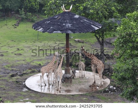 A group of giraffes in the park