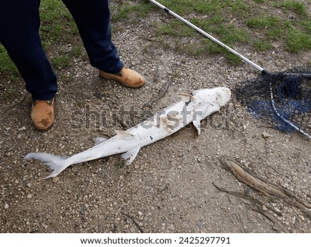 sturgeon just caught in a lake