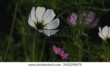 A very nice photograph of white and purple cosmos flower, the image has been shot in New Delhi, India. 