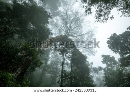 Tropical forest in the mist, La Amistad International Park cloud forest, Chiriqui province, Panama - stock photo