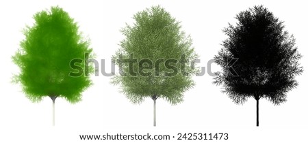Set or collection of Japanese Zelkova trees, painted, natural and as a black silhouette on white background. Concept conceptual 3d illustration for nature, ecology and conservation, strength, beauty