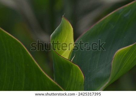 A very nice photograph of Canna Lily flower, the image has been shot in New Delhi, India. 