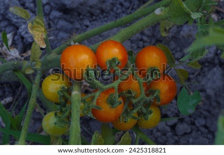        Small Tomatoes are ripening now