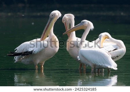 Pelican: A majestic coastal bird with a long bill, large throat pouch, and distinctive diving behavior, found worldwide in aquatic habitats.




 Royalty-Free Stock Photo #2425324185