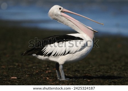 Pelican: A majestic coastal bird with a long bill, large throat pouch, and distinctive diving behavior, found worldwide in aquatic habitats.




 Royalty-Free Stock Photo #2425324187