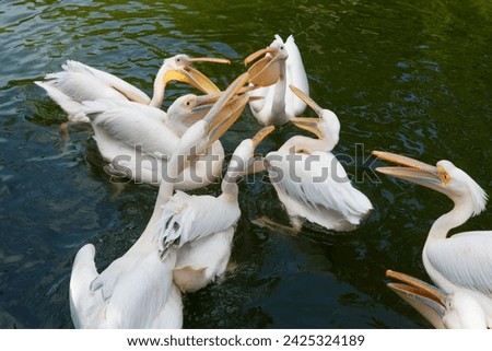 Pelican: A majestic coastal bird with a long bill, large throat pouch, and distinctive diving behavior, found worldwide in aquatic habitats.




 Royalty-Free Stock Photo #2425324189