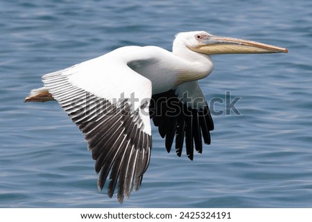 Pelican: A majestic coastal bird with a long bill, large throat pouch, and distinctive diving behavior, found worldwide in aquatic habitats.




 Royalty-Free Stock Photo #2425324191