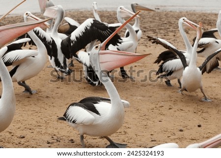 Pelican: A majestic coastal bird with a long bill, large throat pouch, and distinctive diving behavior, found worldwide in aquatic habitats.




 Royalty-Free Stock Photo #2425324193