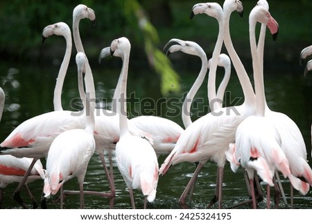 Pelican: A majestic coastal bird with a long bill, large throat pouch, and distinctive diving behavior, found worldwide in aquatic habitats.




 Royalty-Free Stock Photo #2425324195