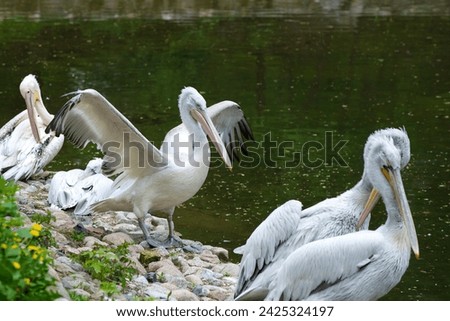 Pelican: A majestic coastal bird with a long bill, large throat pouch, and distinctive diving behavior, found worldwide in aquatic habitats.




 Royalty-Free Stock Photo #2425324197