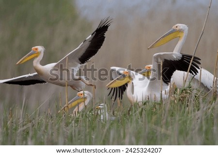Pelican: A majestic coastal bird with a long bill, large throat pouch, and distinctive diving behavior, found worldwide in aquatic habitats.




 Royalty-Free Stock Photo #2425324207