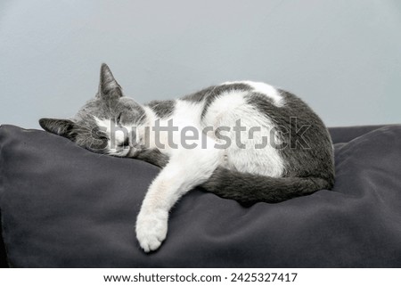 a gray and white cat sleeping, resting, relaxing on top of a bed, sofa or pillow. Cat sleep calm and relax. Close up of the muzzle of a sleeping cat with closed eyes. Pets friendly and care concept. Royalty-Free Stock Photo #2425327417