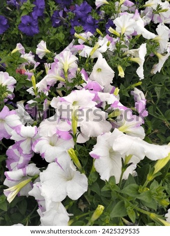 Bangladesh navy botanicall garden flowers pictures 