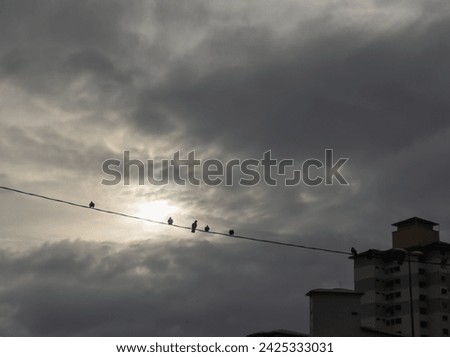 View of four bird shadows on the electric cable. Dusk atmosphere. Silhouette concept.