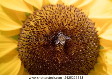 Honey Bee with Sunflower in Nature. 