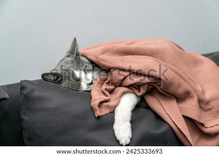 Cute gray white cat under soft color plaid. Pet warms under a blanket in cold winter weather. a gray and white cat sleeping under a blanket. Pets friendly and care concept. domestic cat on sofa Royalty-Free Stock Photo #2425333693