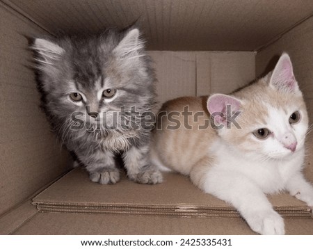 picture of persian and turkish cat beautiful loving cats