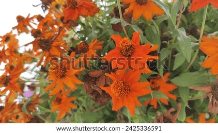 orange zinnia flowers start to wilt with green leaves  Royalty-Free Stock Photo #2425336591