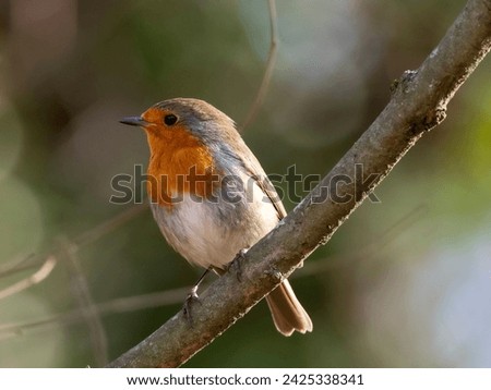 The European robin Erithacus rubecula, known simply as the robin or robin redbreast, is a small insectivorous passerine bird that belongs to the chat subfamily of the Old World flycatcher family. Royalty-Free Stock Photo #2425338341